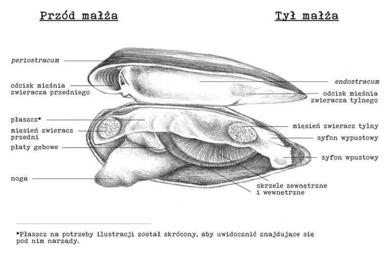 Małże skójkowate - Stowarzyszenie Prawa Natury