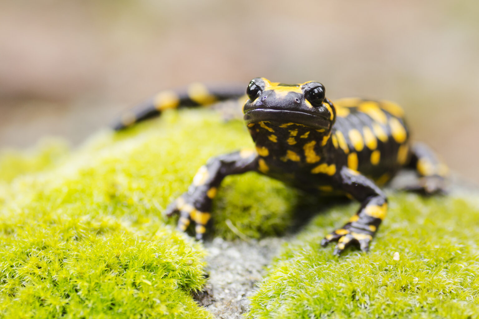 W Jakim Parku Narodowym Występuje Salamandra Plamista Salamandra plamista (Salamandra salamandra) - Stowarzyszenie Prawa Natury