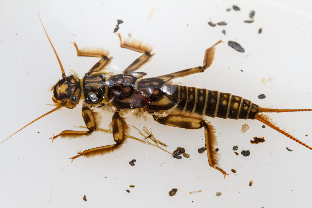 Widelnice Plecoptera Stowarzyszenie Prawa Natury Widelnice Plecoptera Stowarzyszenie Prawa Natury
