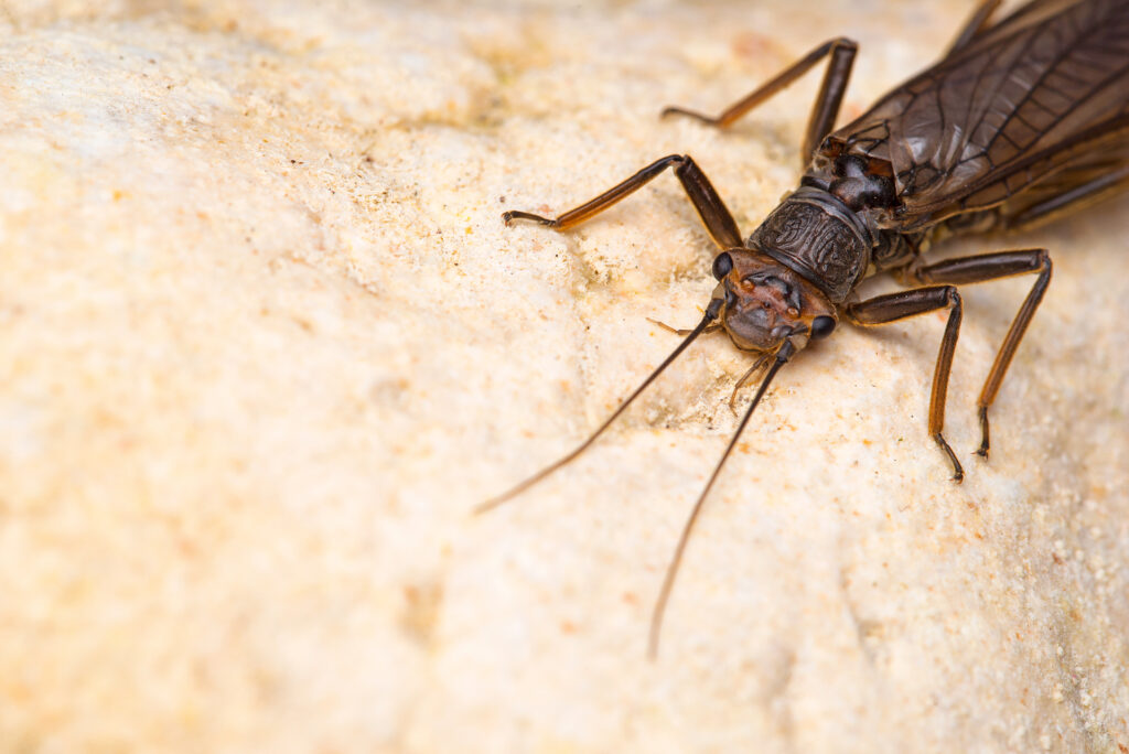 Widelnice Plecoptera Stowarzyszenie Prawa Natury Widelnice Plecoptera Stowarzyszenie Prawa Natury